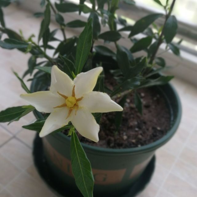 100040 歌与剪影