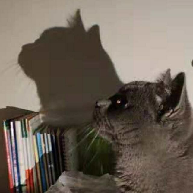 100087 WhiteCat