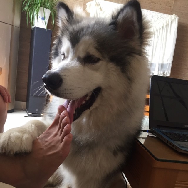 101085 母牛哥