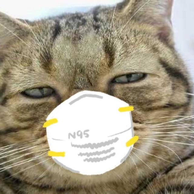 101183 老猫
