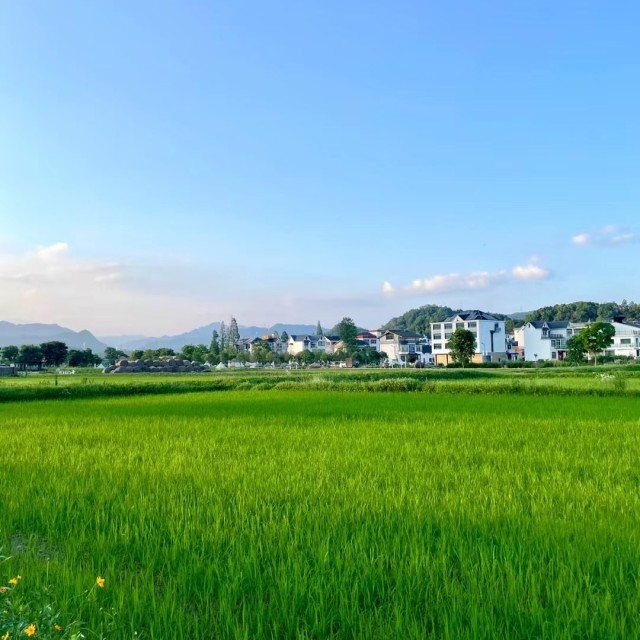 101597 橙