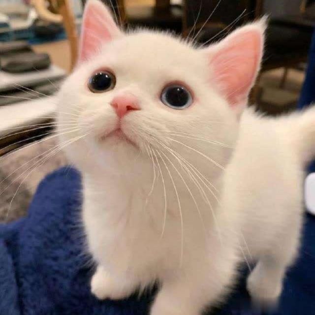 102533 蝶舞天涯