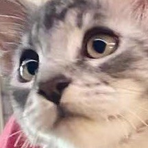 102571 倪无牙