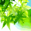 102668 ◆老树·林◆