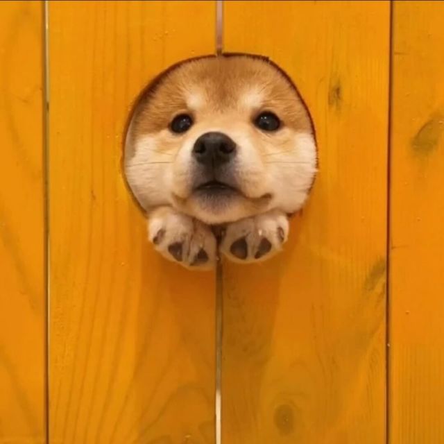 1032624638 网名。