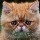 104634  猫坚强