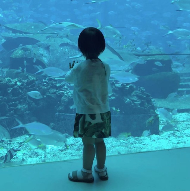 105277 小刺猬