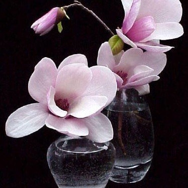 105898 /shakeviolet