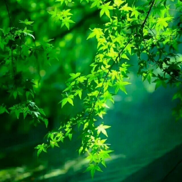 105915 卿卿