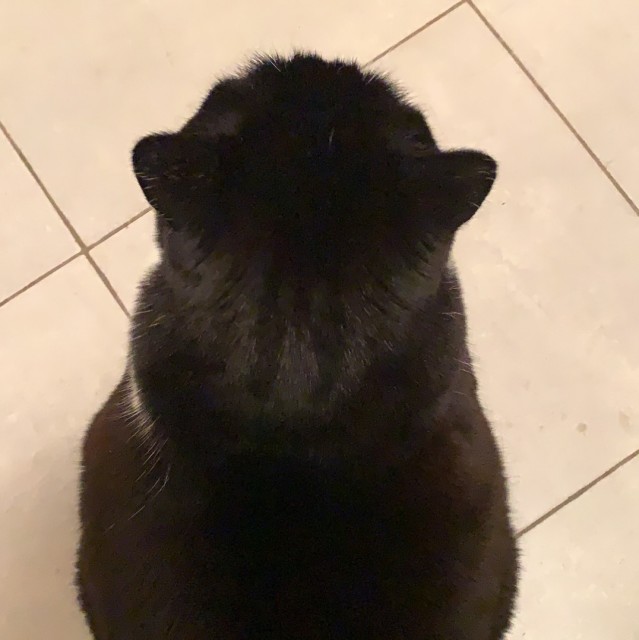 106038 隼绿