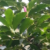 106362 海之蓝宝