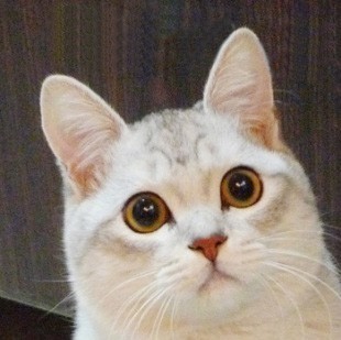1064988 大猫咪