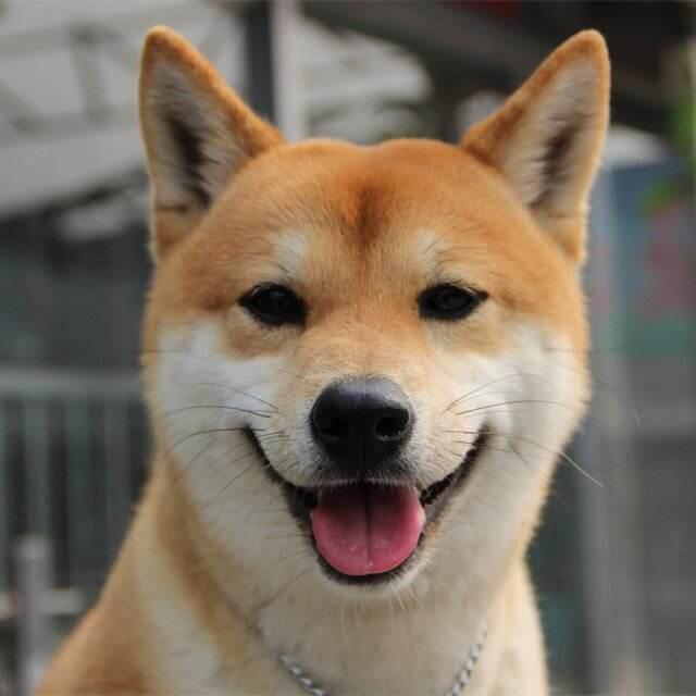 1066369 埋伏
