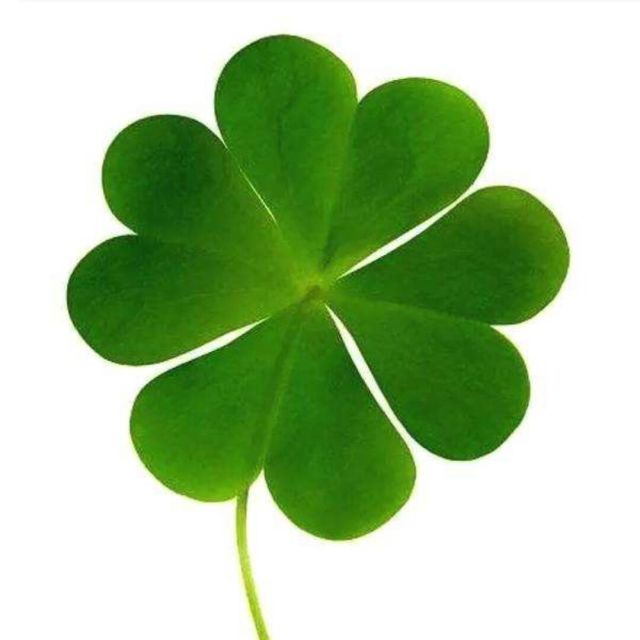 1067177 Clover