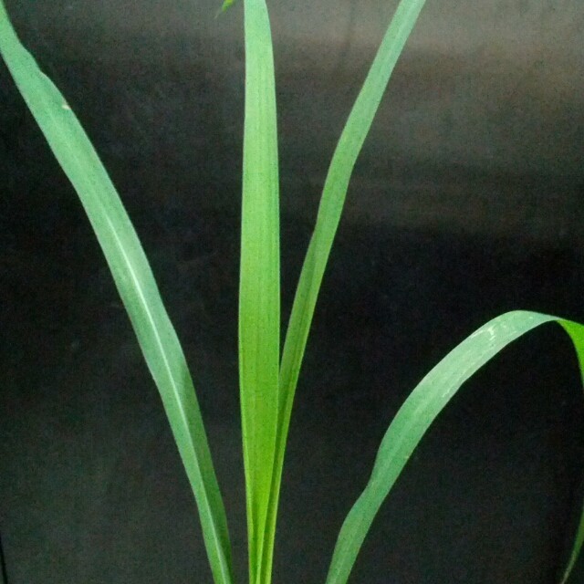 1067915 小草