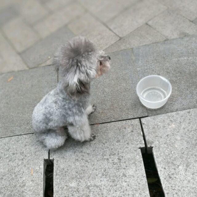 106833 司徒