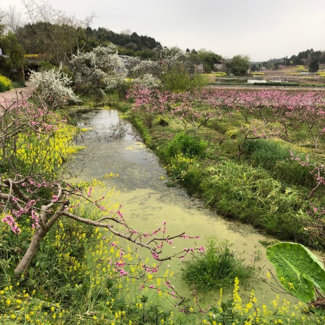 1068530 一片枫叶