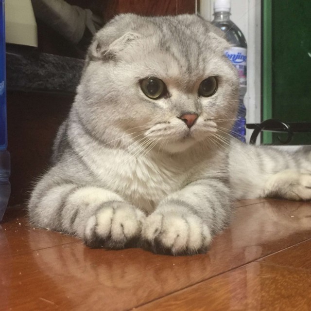 1068592 超级娃娃