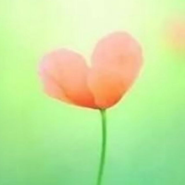 1068927 樱桃QT