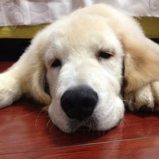 1070617 胭脂泪