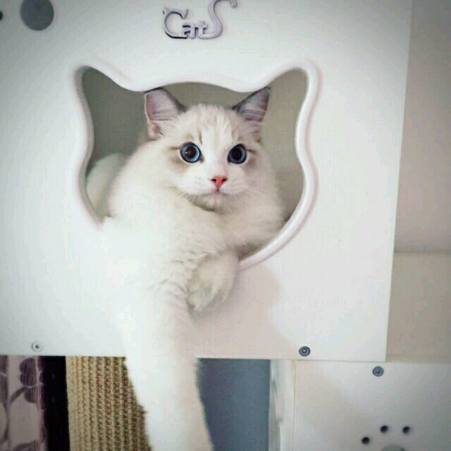107155 Leo╰╮