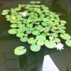 1071871 飘fu