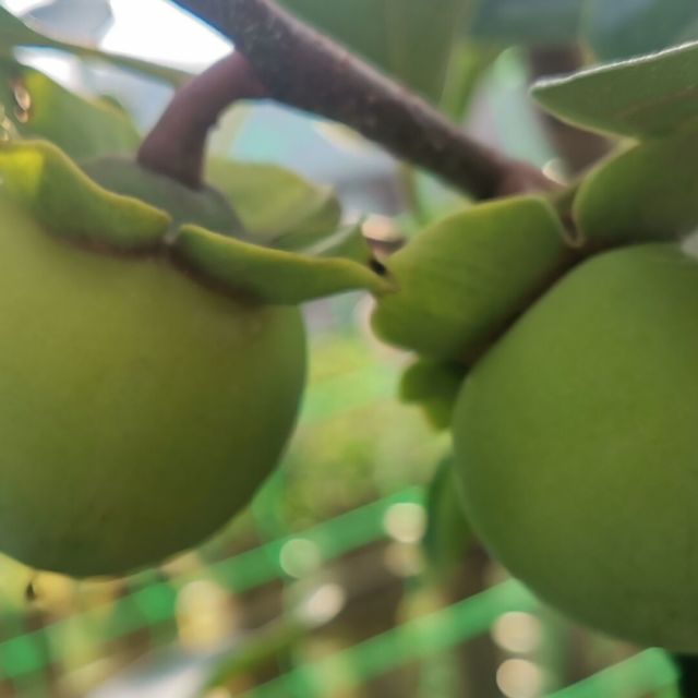 1073017 似水流年
