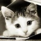 1074188 不爱吃鱼の猫