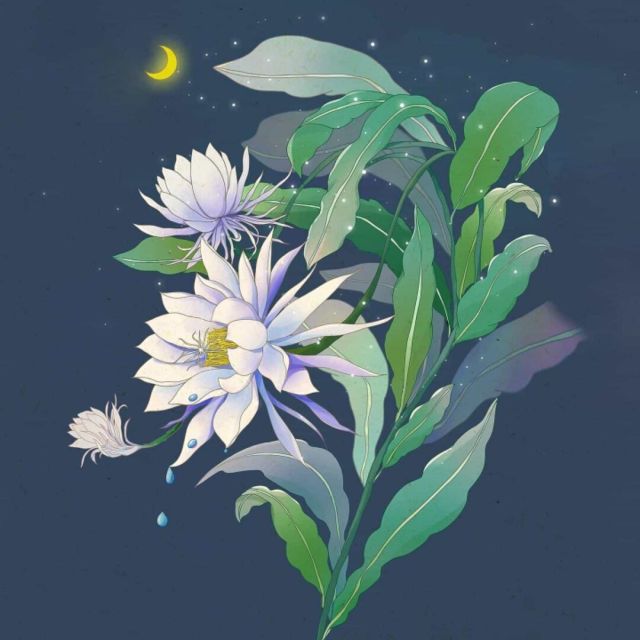 1075721 柒夜