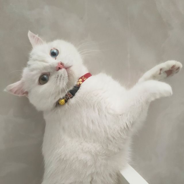1075791 艺辰