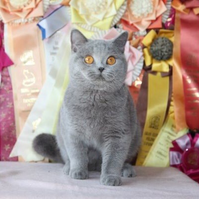 107710 飞天喵-Richard