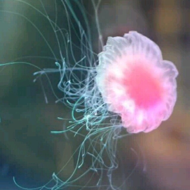 1081428 素颜