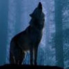 1084331 WOLF