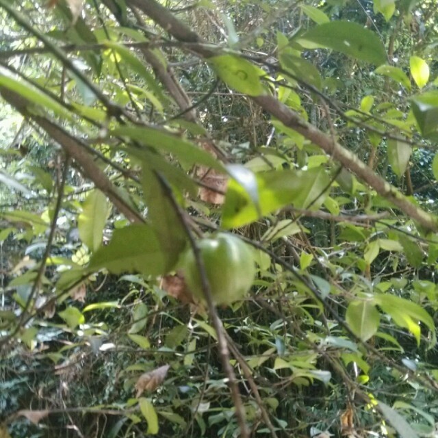 1085048 蓝儿