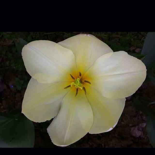 1085445 Lily