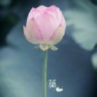 108569 太阳花