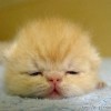 1088198 ☆昏睡的猫☆