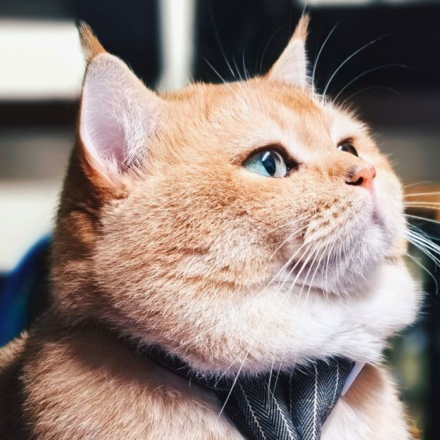 1088729 浮生未歇