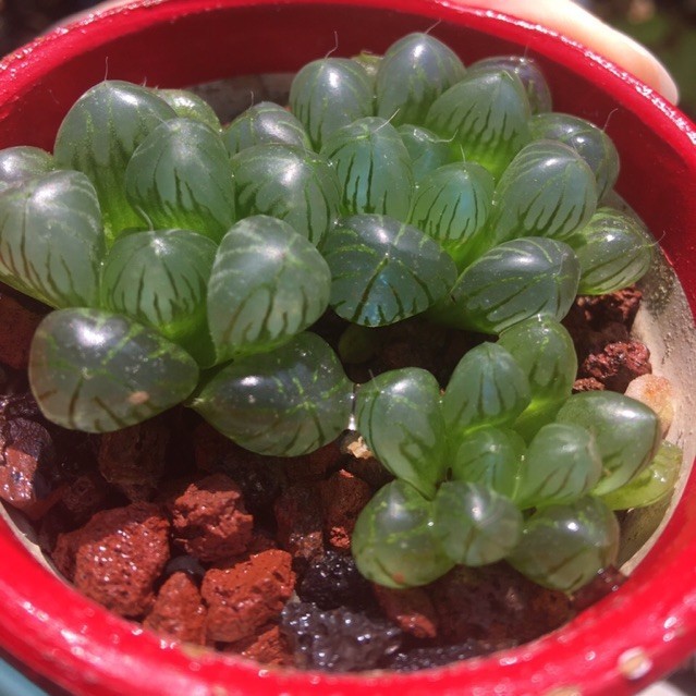 1092146 朵婷一妈