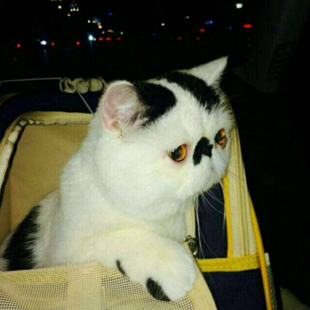 1092653 仔仔猫