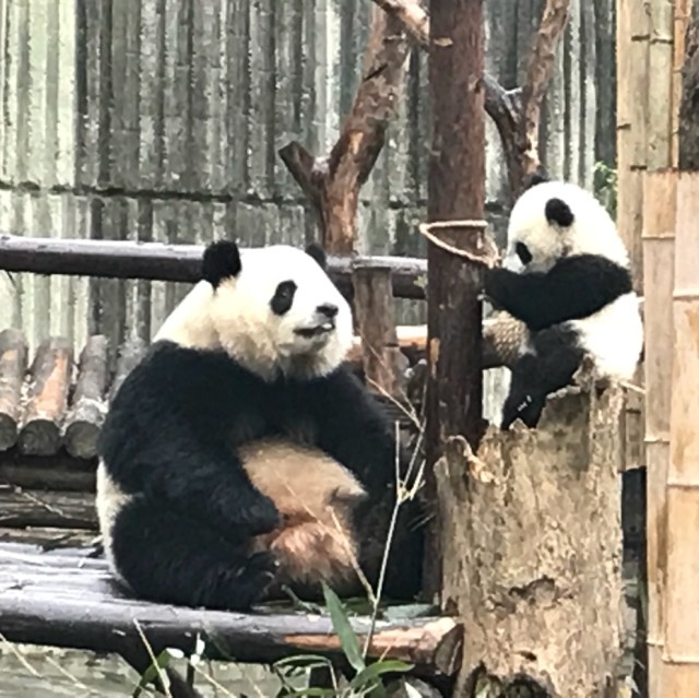 1093082 呆-呆