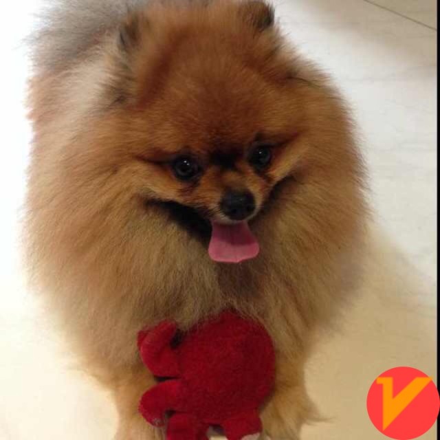 1093688 我不是给总