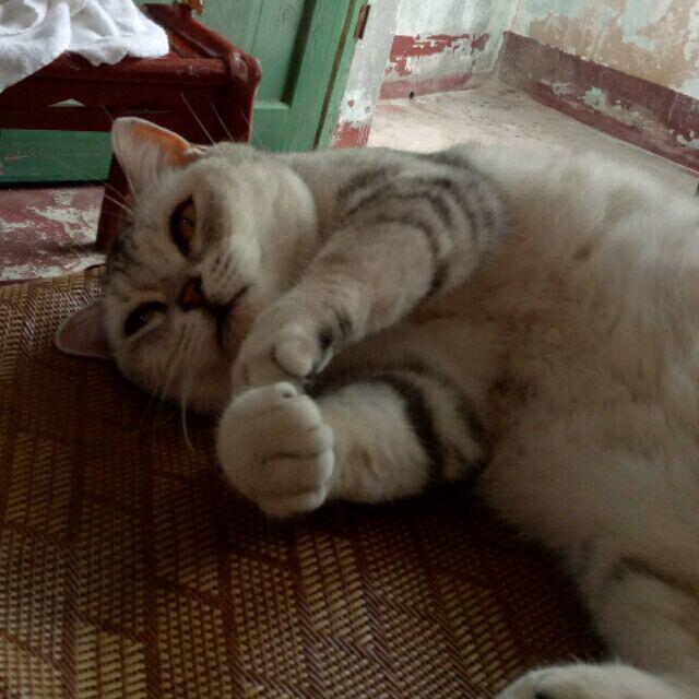 1095318 想要一只猫