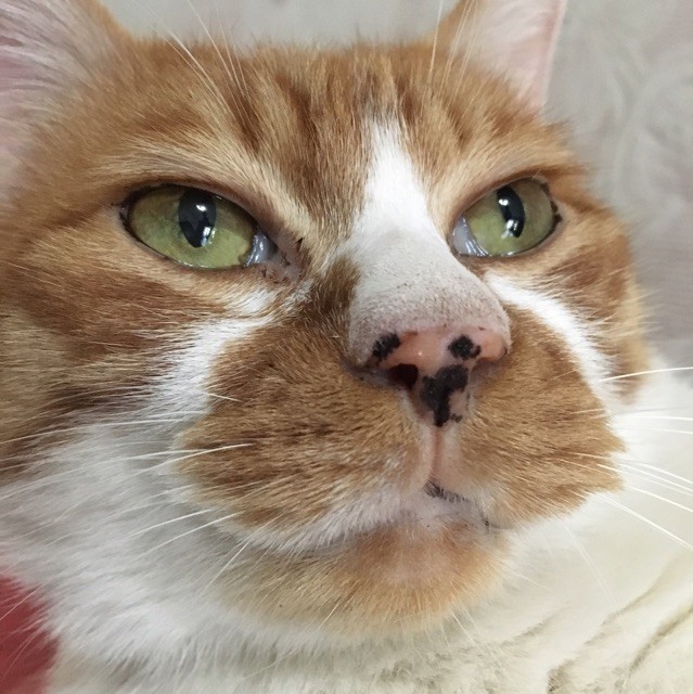 1096777 豆豆猫