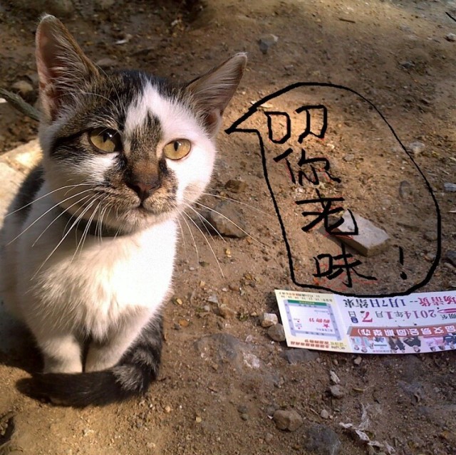 1096999 打酱油的