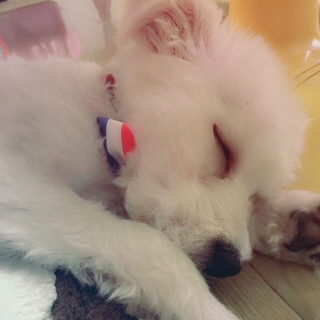 1098065 藤条上的太阳