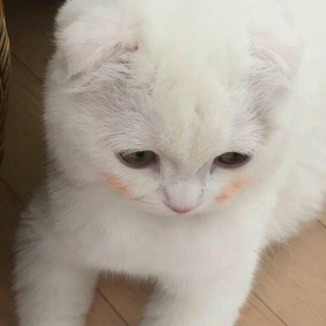 1098647 七