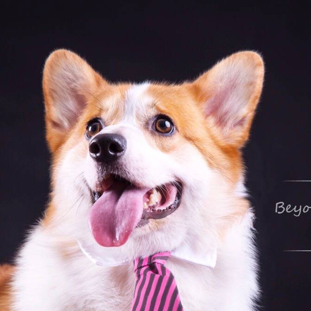 1099809 超越梦想犬舍（柯基，金毛
