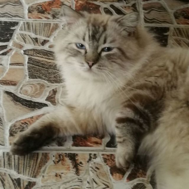 110657 锋
