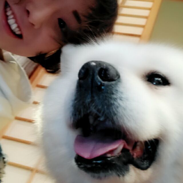 1110671 明榉坊的狼